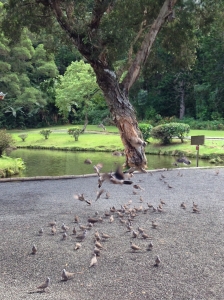 birds in motion
