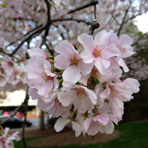 Dani - cherry blossom
