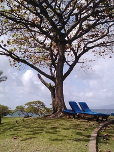 Chairs under the tree